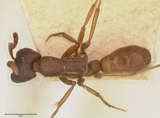 Dorylus emeryi - FOCOL0586-2