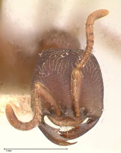 Dorylus emeryi - FOCOL0586-2