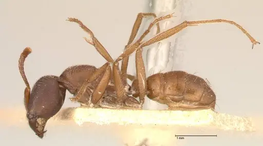 Dorylus emeryi - FOCOL0586-2