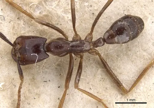 Dorylus erraticus specimen