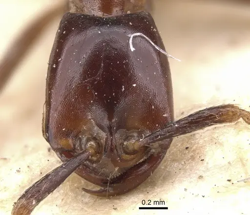 Dorylus erraticus specimen