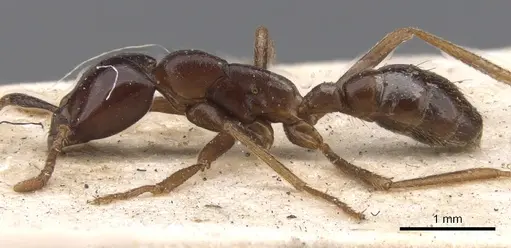 Dorylus erraticus specimen
