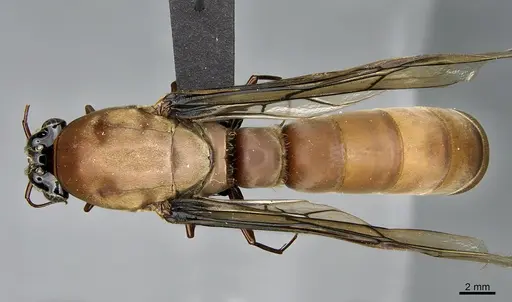 Dorylus faurei specimen