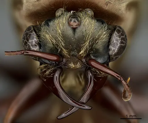 Dorylus faurei specimen