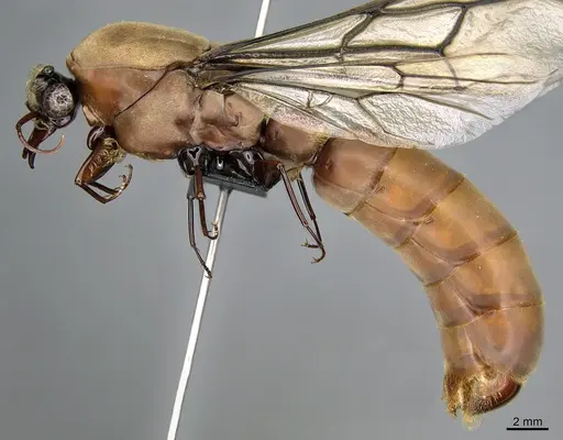 Dorylus faurei specimen