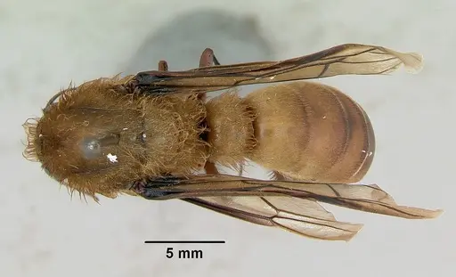 Dorylus fimbriatus specimen