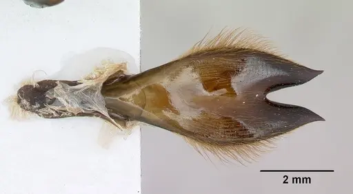 Dorylus fimbriatus specimen