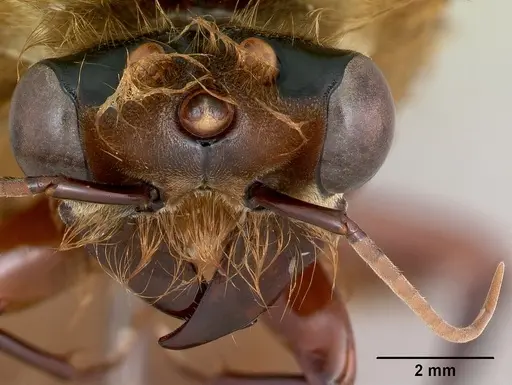 Dorylus fimbriatus specimen