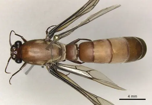 Dorylus fulvus specimen