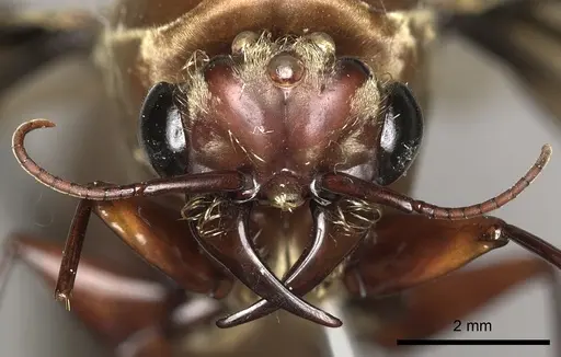 Dorylus fulvus specimen