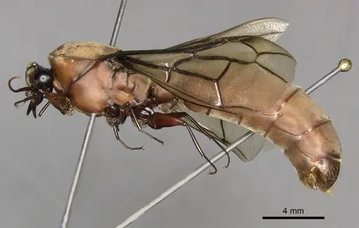 Dorylus fulvus specimen