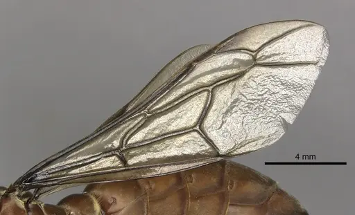 Dorylus fulvus - CASENT0217149