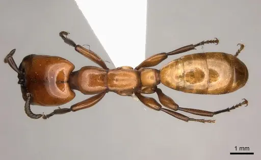 Dorylus fulvus - CASENT0217465