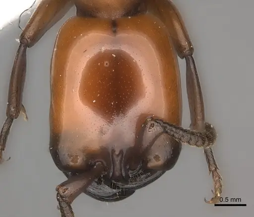 Dorylus fulvus - CASENT0217465