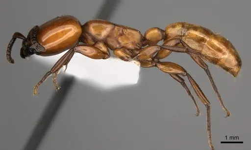 Dorylus fulvus - CASENT0217465