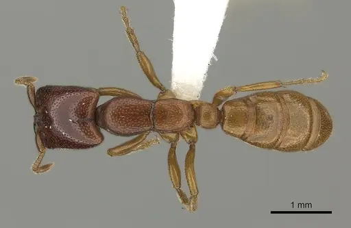 Dorylus fulvus - CASENT0235169