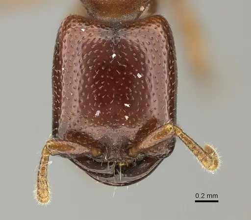 Dorylus fulvus - CASENT0235169