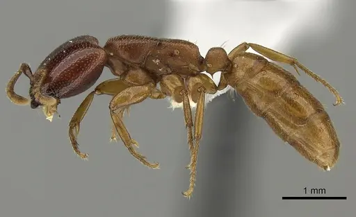 Dorylus fulvus - CASENT0235169