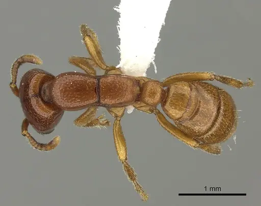 Dorylus fulvus - CASENT0235170