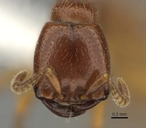 Dorylus fulvus - CASENT0235170