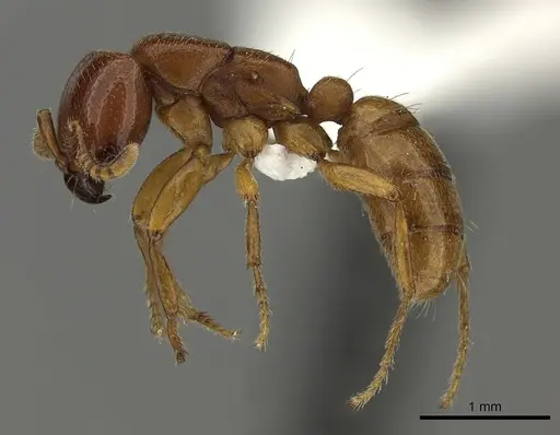 Dorylus fulvus - CASENT0235170