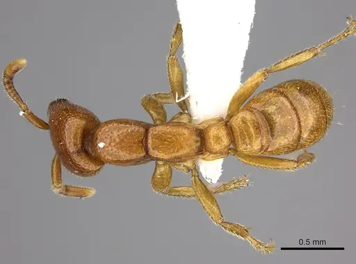 Dorylus fulvus - CASENT0235171