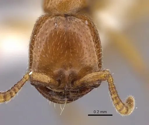 Dorylus fulvus - CASENT0235171