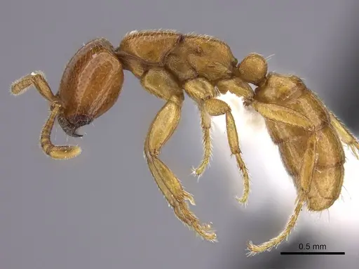 Dorylus fulvus - CASENT0235171