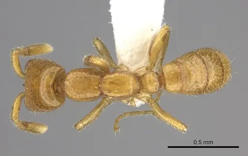 Dorylus fulvus - CASENT0235172