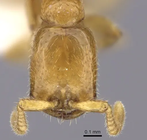 Dorylus fulvus - CASENT0235172