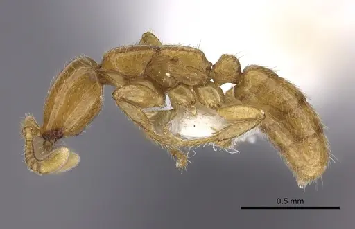 Dorylus fulvus - CASENT0235172