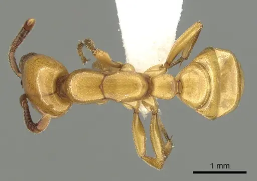 Dorylus fulvus - CASENT0249440