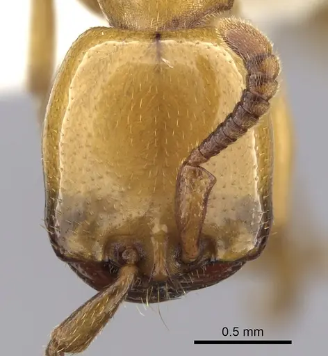 Dorylus fulvus - CASENT0249440