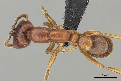 Dorylus fulvus - CASENT0401739