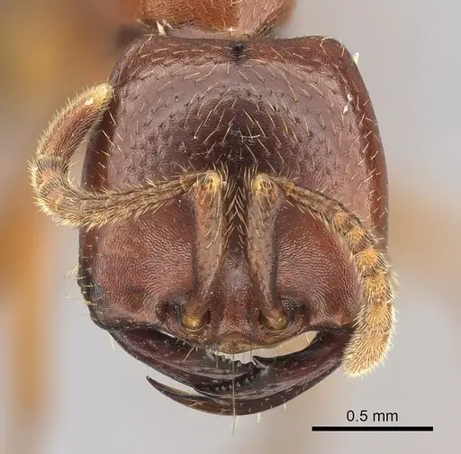 Dorylus fulvus - CASENT0401739