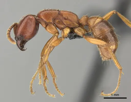 Dorylus fulvus - CASENT0401739