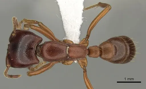 Dorylus fulvus - CASENT0401743