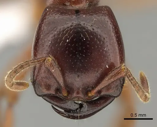 Dorylus fulvus - CASENT0401743