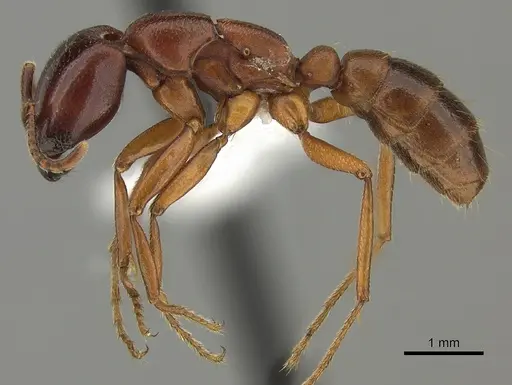 Dorylus fulvus - CASENT0401743