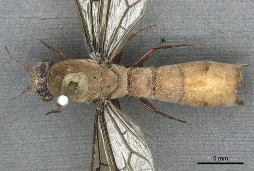 Dorylus fulvus - CASENT0901949