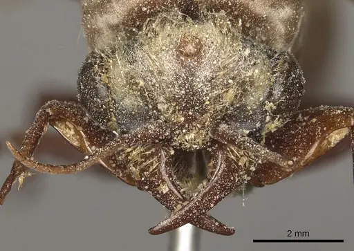 Dorylus fulvus - CASENT0901949