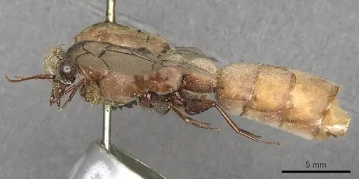 Dorylus fulvus - CASENT0901949