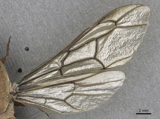 Dorylus fulvus - CASENT0901949