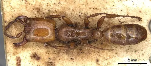 Dorylus fulvus - CASENT0901953