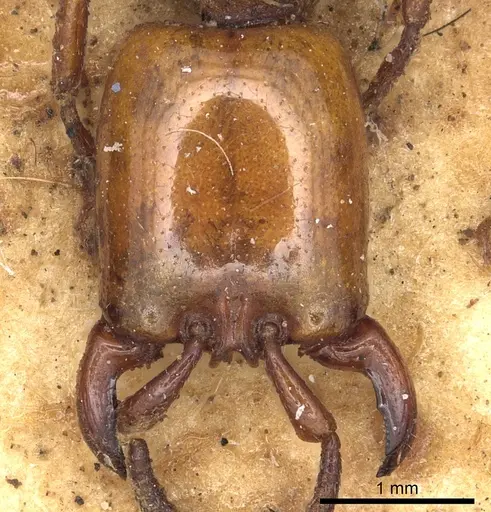 Dorylus fulvus - CASENT0901953