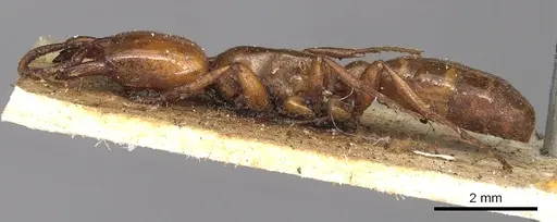 Dorylus fulvus - CASENT0901953