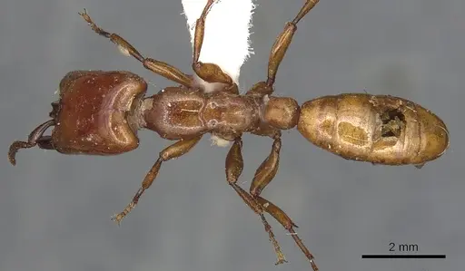 Dorylus fulvus - CASENT0901954