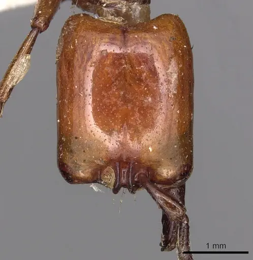 Dorylus fulvus - CASENT0901954