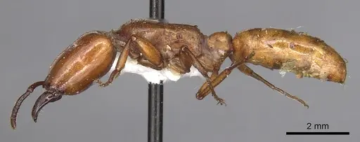 Dorylus fulvus - CASENT0901954