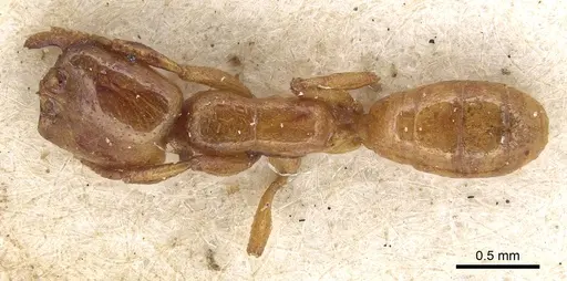 Dorylus fulvus - CASENT0901955